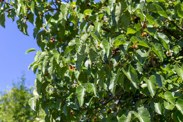 Mulberry branches (Morus nigra) with ripening fruits close-up