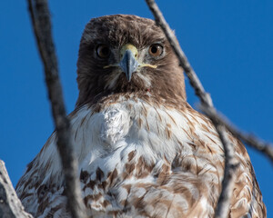 Alert Coopers Hawk looking straight down from perch with both eyes peering between the branches.