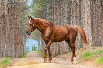 Obraz premium Beautiful Arabian breed horse walks in the forest on the background of pines