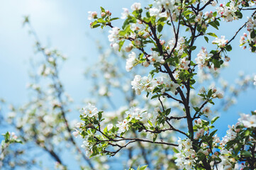blossoming apple tree