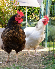 Laying hens or chikens, in a hen house or chicken coop	
