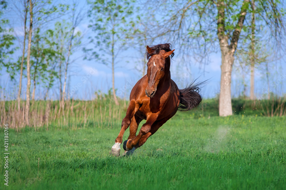 Wall mural A beautiful red horse galloping across a green field against the sky