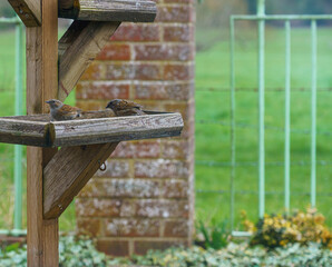 a pair of dunnets dine out on a wooden bird table