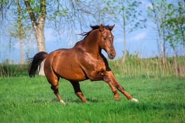 A beautiful red horse galloping across a green field against the sky