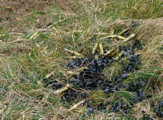 a collection of used British Army soldier bullet casings at a sniper point after a military exercise