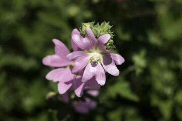 Malva thuringiaca, blooming pink summer flower, background