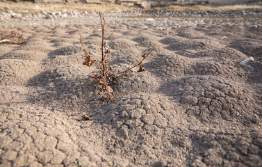 dry tree in dry soil