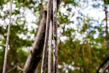 texture of tree branches and leaves in the forest. Tumaco, Colombia.