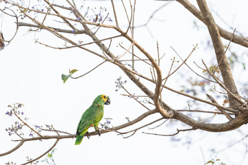 Blue-fronted Amazon parrot (Amazona aestiva).