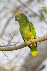 Blue-fronted Amazon parrot (Amazona aestiva).