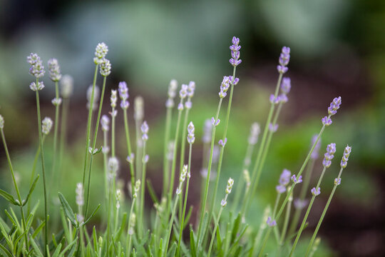 Beautiful lavender plant blooming in garden