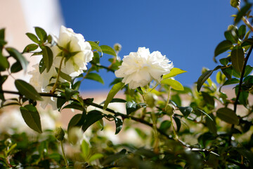 rosa blanca florecida en ramas