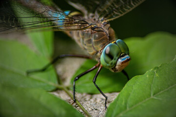 large blue dragonfly on a green leaf