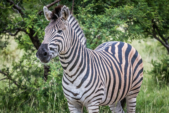 Equus quagga (zebra) (colored picture) Photographed in South Africa.