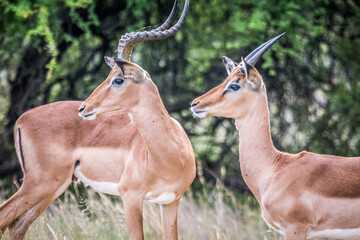 Aepyceros melampus (Impala) (colored picture) Photographed in South Africa.