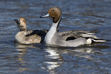 Male and Female Northern Pintail Swimming in River in Spring