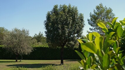 trees in the garden in Provence