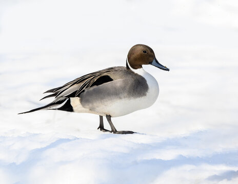Male Northern Pintail Standing on Snow in Winter