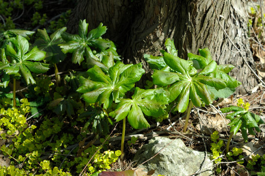 Mayapple, Mandrake, or Podophyllum peltatum leaves
