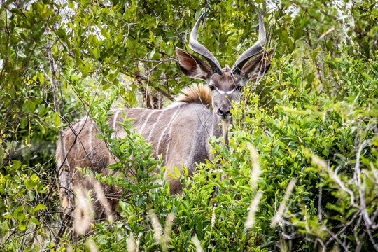 Tragelaphus strepsiceros (kudu) (colored picture) Photographed in South Africa.