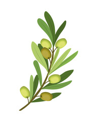 plant of olive