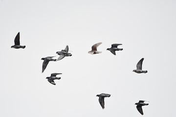 Palomas