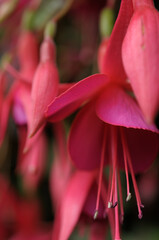 close up of pink and magenta fuchsia 