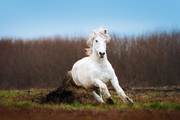 A beautiful white horse galloping on a plowed field on a background of blue sky. Stallion runs and lifts his hooves land.