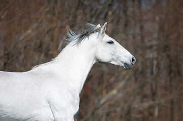 Obraz na płótnie Canvas white horse portrait