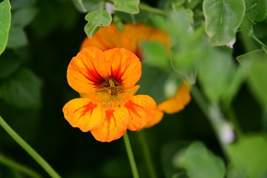 Flor
