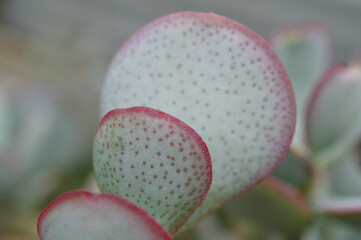 close up of Crassula arborescens, known as Chinese Jade,  Silver Dollar, Silver Dollar Jade, Silver...