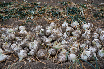 Closeup of fresh harvested organic onions lying on the ground in a farm