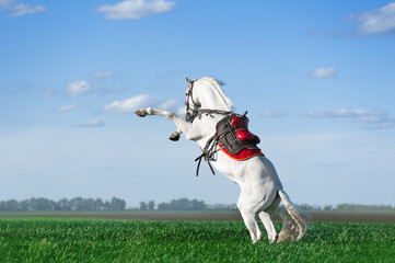 Strong white stallion stands on its hind legs in a green field against the blue sky. The horse in the saddle and ammunition performs a trick on the commands.