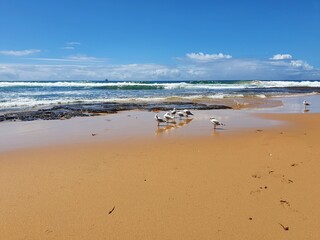 Gulls, or colloquially seagulls, are seabirds of the family Laridae in the suborder Lari. Group standing in the wet sand on Australian beach on a sunny summer day.