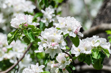 White apple tree is blooming during spring