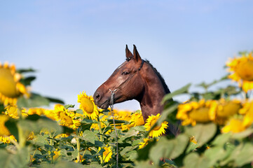 Beautiful brown sports horse with braided mane in halter standing in the field with large yellow flowers which his shield. Portrait of a horse on a background of sunflowers