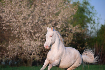 Beautiful horse isabella unusual suit jumping on a background of a blossoming tree. Portrait of white horse in motion in the spring.