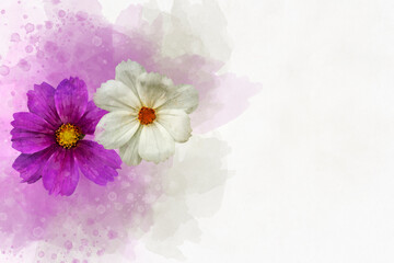 Watercolor painting of a white and a pink cosmos flower - in Latin Cosmos Bipinnatus. Letter head or greeting card