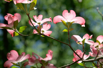 multiple pink dogwood blossoms against a green background