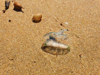 Close up photo of Portuguese Man'O War jellyfish on yellow sand beach in sunlight. Austimere Beach, NSW, Australia