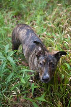 Portrait of a cute dog in the wilderness