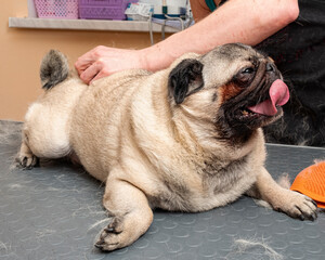 a girl combs the hair of a pug dog on a grooming table
