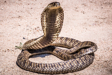 Obraz premium Naja annulifera (snouted cobra) (colored picture) Photographed in South Africa.