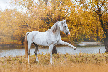 Obraz na płótnie Canvas Beautiful Arabian stallion standing on the river bank in the autumn yellow background. The horse gracefully lifted front leg.