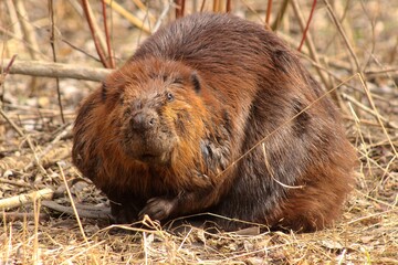 Veteran beaver portrait, creak in the park, Brampton, Ontario, Canada  © Julia Kostina 