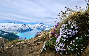 Wildflowers on ridge above turquoise lake snowcapped mountains. Garibaldi Lake from Panorama Ridge....