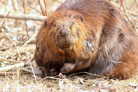 Veteran beaver portrait, creak in the park, Brampton, Ontario, Canada 