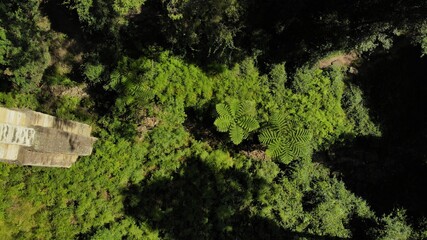 Drone image of the bright green foliage and ferns beneath the Knapsack bridge.