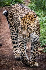 Fototapeta na wymiar Panthera pardus (leopardus) (colored picture) Photographed in South Africa.