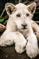 Naklejka premium Panthera leo (lion) (colored picture) Photographed in South Africa.
